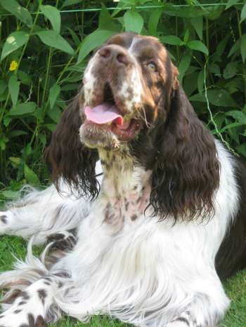 barnaby_14mesicu_portret1.jpg, 23kB