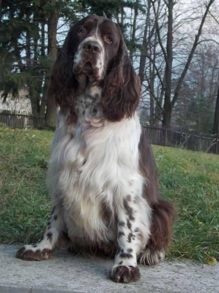 barnaby_2,5roku1.jpg, 38kB