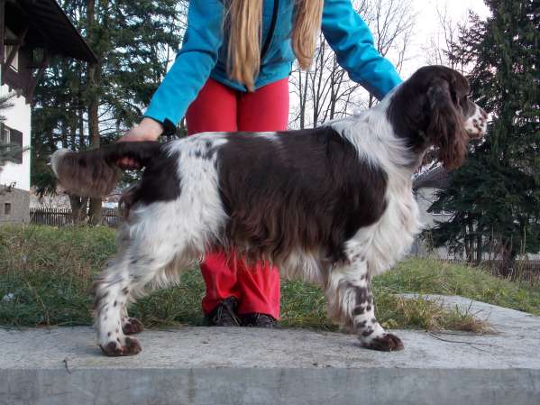 barnaby_2,5roku_postoj.jpg, 43kB