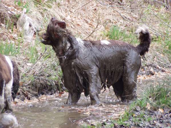 barnaby_2roky_1.jpg, 52kB