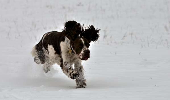 borgia_unor2013_1.jpg, 12kB