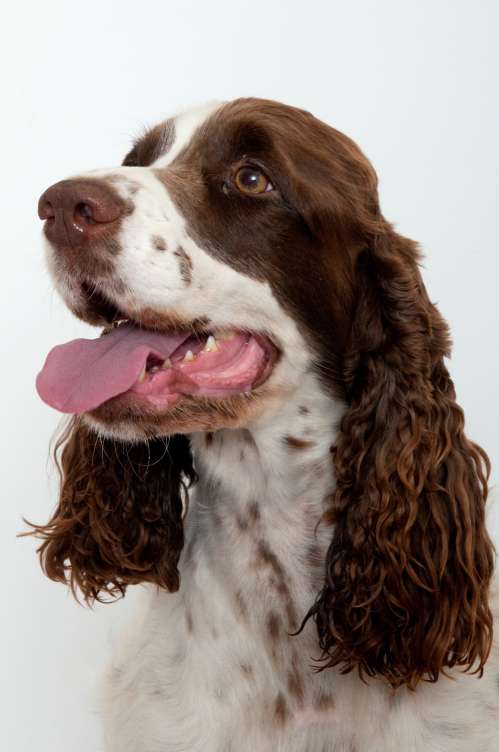 jonie_4roky_portret.jpg, 31kB